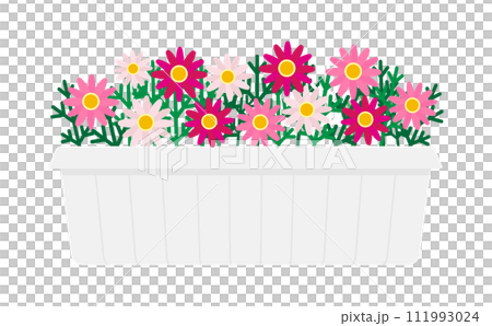 Illustration of pink marguerite in a planter 111993024