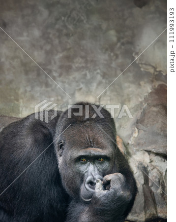 thoughtful western lowland gorilla background of stones thoughtful western lowland gorilla background of stones 111993193