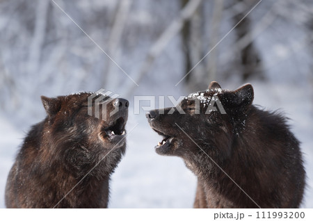 two howling canadian wolf in winter against the background of snowing. two howling canadian wolf in winter against the background of snowing. 111993200