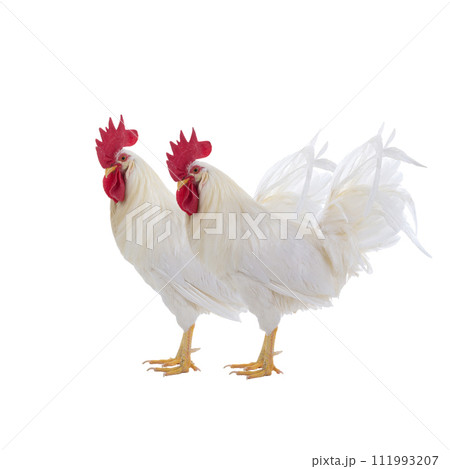 two white rooster isolated on a white background 111993207
