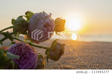 Rose flowers lying on sand of beach of sea shore coast at sunset dawn close-up. Blossoming blooming flowers of pink roses on sand of sea coast with setting rising sun. Romance mood romantic concept 111993277