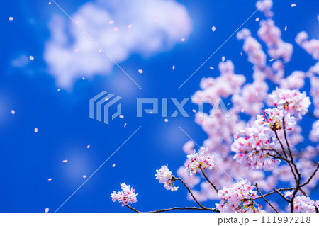 【桜吹雪素材】桜と青空と桜吹雪イメージ【長野県】 【桜吹雪素材】桜と青空と桜吹雪イメージ【長野県】 111997218