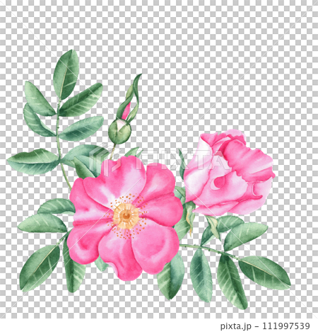 Watercolor dog rose bouquet, corner composition from flowers, leaves and berries isolated on white background. Botanical hand drawn illustration. Watercolor dog rose bouquet, corner composition from flowers, leaves and berries isolated on white background. Botanical hand drawn illustration. 111997539