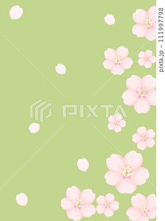 桜の花 桜の花 111997798