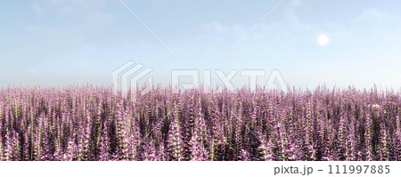 Field of purple flowers under blue sky 111997885