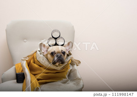 Adorable bulldog dog with curlers on her head wrapped in a shawl and posing in a chair looking intently at the camera. Adorable bulldog dog with curlers on her head wrapped in a shawl and posing in a chair looking intently at the camera. 111998147