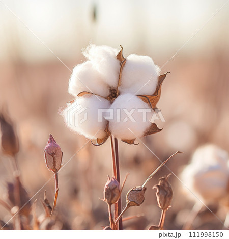 Fluffy cotton on the field, ready for picking 111998150