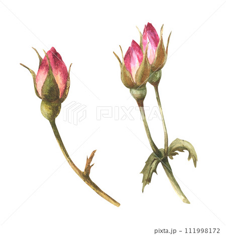 Watercolor pink wild rose hip buds flower set, dog, cancer or brier rose im bloom. Herbal botanical clipart for postcard, logo, medical label. Hand drawn flora illustration isolated white background. 111998172