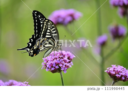 アゲハチョウ(ナミアゲハ:Swallowtail butterfly) アゲハチョウ(ナミアゲハ:Swallowtail butterfly) 111998445