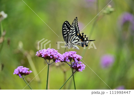 アゲハチョウ(ナミアゲハ：Swallowtail butterfly) 111998447