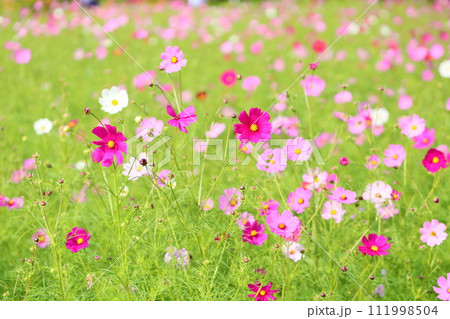 コスモスの花　満開 111998504