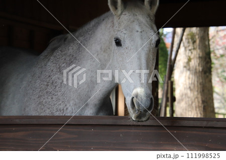 霧島市の鹿児島神宮の神馬 霧島市の鹿児島神宮の神馬 111998525