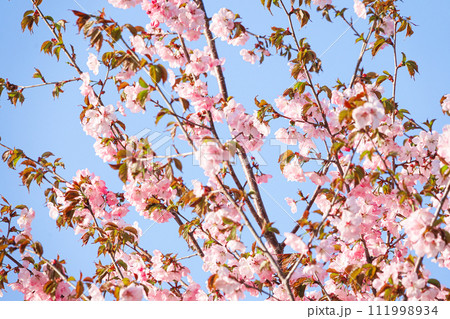 穏やかな北海道が桜が咲く風景 穏やかな北海道が桜が咲く風景 111998934