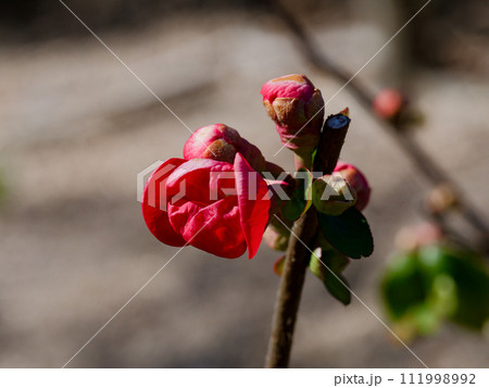バラ科木瓜の赤い花開花 111998992