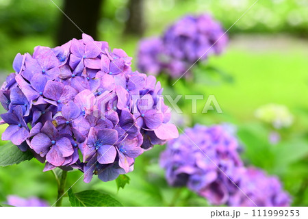 梅雨の晴れ間に咲く紫陽花 梅雨の晴れ間に咲く紫陽花 111999253