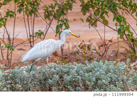 Western cattle egret (Bubulcus ibis) in winter plumage hunting for insects. Western cattle egret (Bubulcus ibis) in winter plumage hunting for insects. 111999304