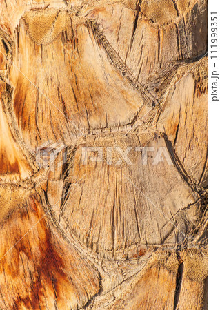 Palm tree bark tropical texture. Cracked wood texture background. Closeup palm bark Palm tree bark tropical texture. Cracked wood texture background. Closeup palm bark 111999351