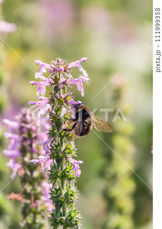 A bee collects pollen on Purple Betony flowers or Betony, Wood Betony, Bishopwort, Bishop's Wort. 111999358