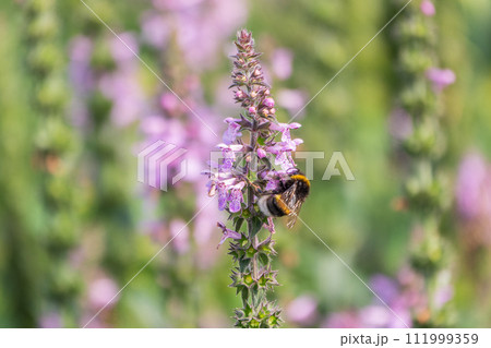 A bee collects pollen on Purple Betony flowers or Betony, Wood Betony, Bishopwort, Bishop's Wort. A bee collects pollen on Purple Betony flowers or Betony, Wood Betony, Bishopwort, Bishop's Wort. 111999359