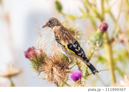 European goldfinch with juvenile plumage, feeding on the seeds of thistles. Carduelis carduelis. European goldfinch with juvenile plumage, feeding on the seeds of thistles. Carduelis carduelis. 111999367