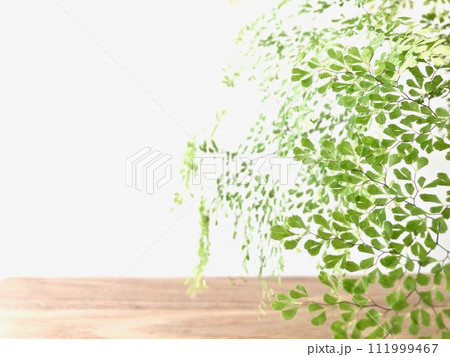 テーブルの上のアジアンタム テーブルの上のアジアンタム 111999467