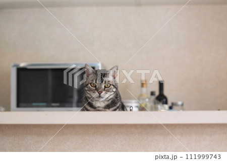 キッチンカウンターの向こうにいる猫 正面 キッチンカウンターの向こうにいる猫 正面 111999743