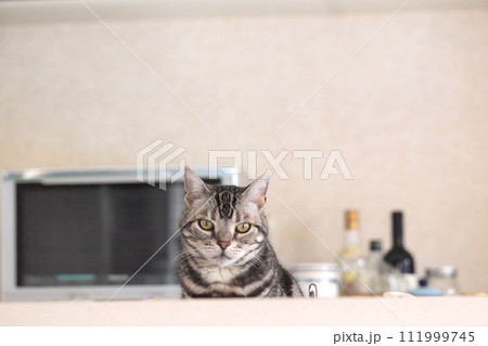 キッチンカウンターの向こうにいる猫　正面 111999745