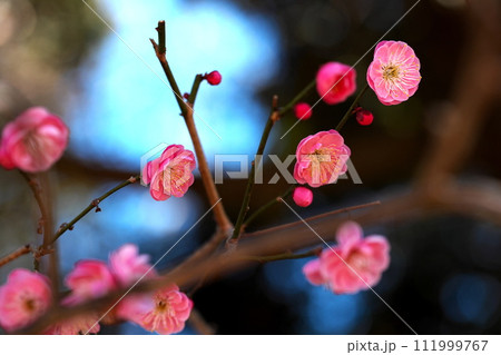 公園に咲く赤い梅の花 公園に咲く赤い梅の花 111999767