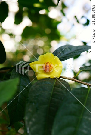 6447　キンカチャ 111999865