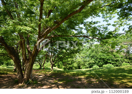 新緑の仙台野草園 112000189