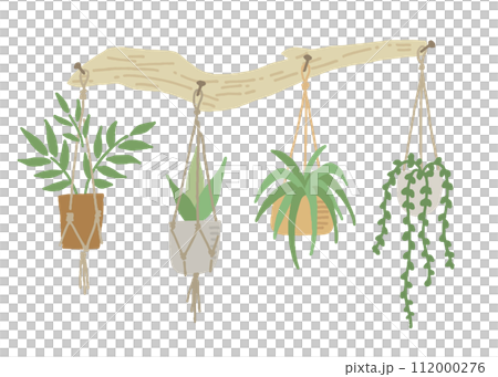浮木和四種懸掛植物的插圖 112000276