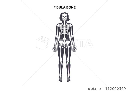 Fibula bone anatomy 112000569