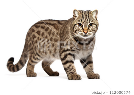 Fishing Cat Prionailurus viverrinus on white background, Pet, Wild Animals, Illustration, Generative AI. 112000574