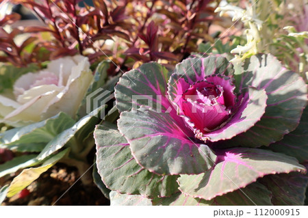 葉ボタンの寄せ植え 葉ボタンの寄せ植え 112000915
