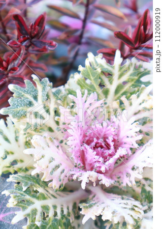 葉ボタンの寄せ植え 葉ボタンの寄せ植え 112000919