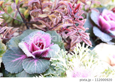 葉ボタンの寄せ植え 葉ボタンの寄せ植え 112000920