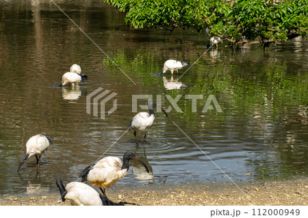 ネオパークオキナワのアフリカクロトキ 112000949