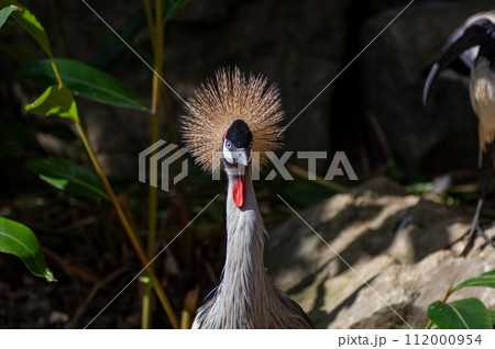 ネオパークオキナワのホオジロカンムリヅル 112000954