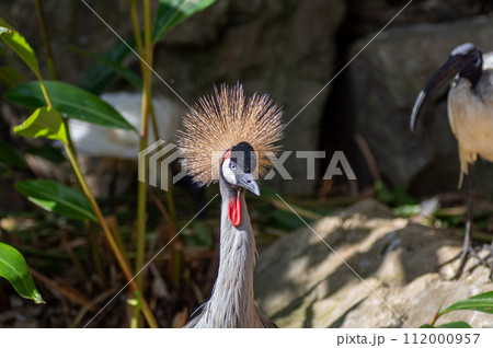 ネオパークオキナワのホオジロカンムリヅル 112000957