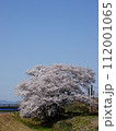 快晴バックの見事な「一本桜」の風景 112001065