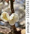 梅の花 112001341