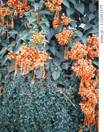 植物 工場 プランツ 112001375