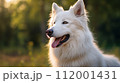 犬のイメージ 112001431