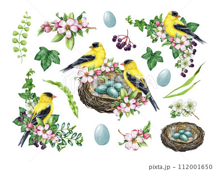 Spring decor set with birds and flowers. Watercolor vintage style illustration. Hand drawn goldfinch bird, nest, garden flowers, elements. Spring season cozy painted collection. White background Spring decor set with birds and flowers. Watercolor vintage style illustration. Hand drawn goldfinch bird, nest, garden flowers, elements. Spring season cozy painted collection. White background 112001650