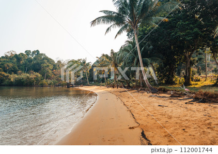 Coconut trees on the beach on the island Coconut trees on the beach on the island 112001744