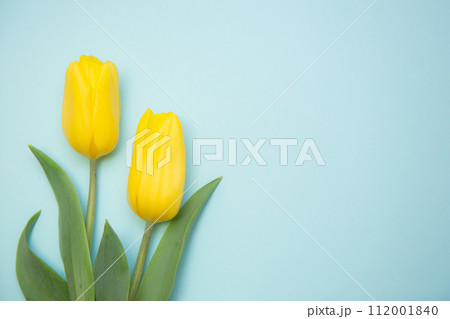 黄色いチューリップ 黄色いチューリップ 112001840