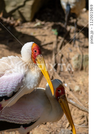 ネオパークオキナワのアフリカトキコウ ネオパークオキナワのアフリカトキコウ 112001969