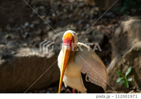 ネオパークオキナワのアフリカトキコウ 112001971