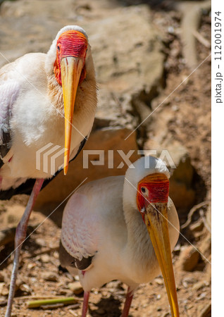 ネオパークオキナワのアフリカトキコウ 112001974