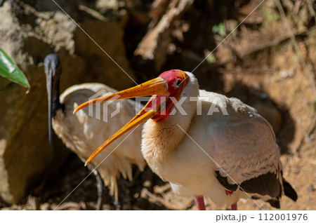 ネオパークオキナワのアフリカトキコウ ネオパークオキナワのアフリカトキコウ 112001976